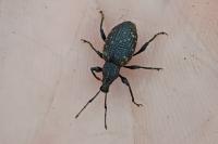 Otiorhynchus sulcatus