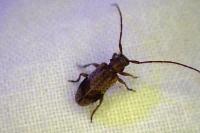 Exocentrus punctipennis
