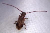 Exocentrus punctipennis