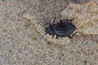 Tentyria interrupta
