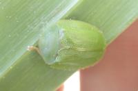 Cassida viridis