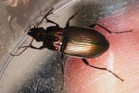 Poecilus cupreus