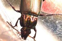 Poecilus cupreus