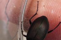 Poecilus cupreus