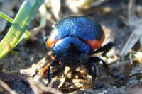 Chrysolina sanguinolenta