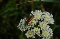 Rhagonycha fulva