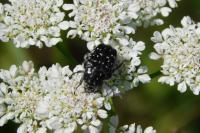 Oxythyrea funesta