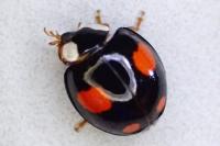 Harmonia axyridis