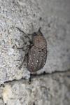 Minyops carinatus