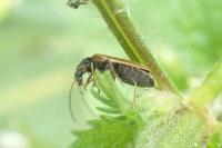 Rhagonycha nigriventris