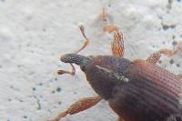 Bradybatus fallax
