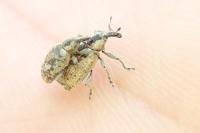 Hypera rumicis