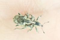 Hypera rumicis