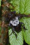 Pogonocherus hispidulus