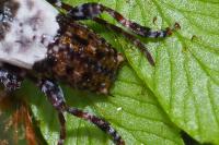 Pogonocherus hispidulus