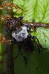 Pogonocherus hispidulus