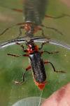 Cantharis rustica