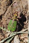 Cicindela campestris