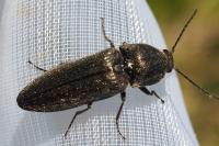 Cidnopus pilosus