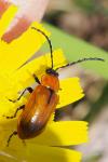 Exosoma lusitanicum