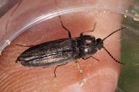 Cidnopus pilosus