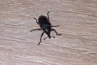 Larinus carlinae