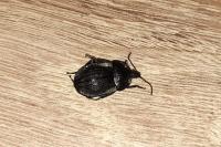 Phosphuga atrata