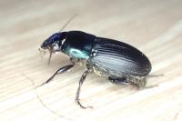 Harpalus dimidiatus