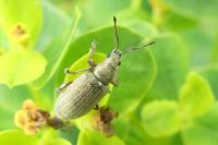 Polydrusus planifrons