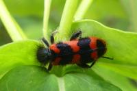 Trichodes alvearius