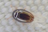 Olibrus affinis