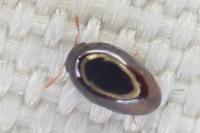 Olibrus affinis