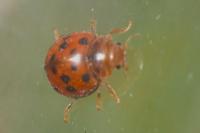 Subcoccinella vigintiquatuorpunctata