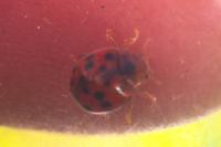 Subcoccinella vigintiquatuorpunctata