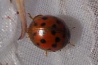 Subcoccinella vigintiquatuorpunctata