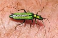 Oedemera nobilis
