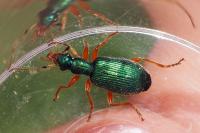 Drypta dentata