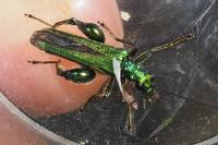 Oedemera nobilis