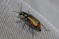 Malachius bipustulatus