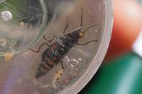 Malachius bipustulatus