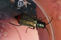 Malachius bipustulatus