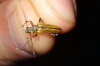 Cortodera humeralis