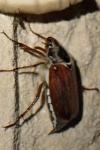 Melolontha melolontha