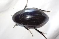 Hydrophilus pistaceus
