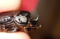 Copris lunaris