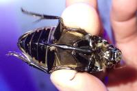 Hydrophilus pistaceus