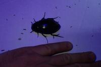 Hydrophilus pistaceus