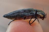 Buprestis haemorrhoidalis