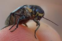 Buprestis haemorrhoidalis