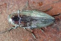 Buprestis haemorrhoidalis